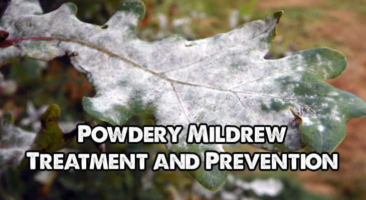 Powdery Mildew On Peonies Natural Remedies Powdery Mildew On Peonies Natural Remedies