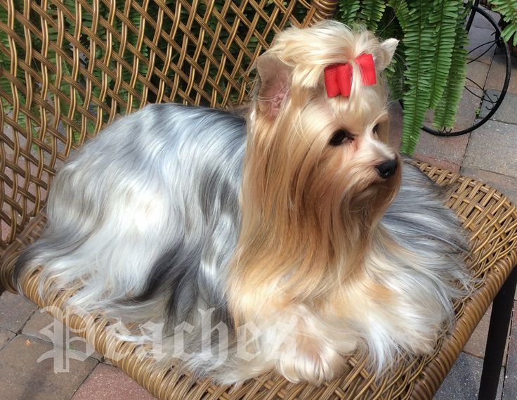 show me a yorkie 78 best yorkie show grooming images on yorkies terriers and animals show me a yorkie 78 best yorkie show grooming images on yorkies terriers and animals