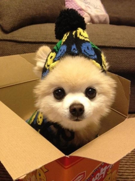 peek a boo puppy 126 best puppy power images on animals adorable animals and animals peek a boo puppy 126 best puppy power images on animals adorable animals and animals