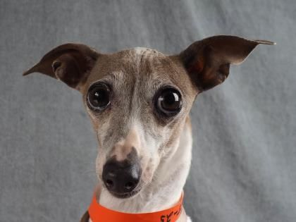 Greyhound Dog Adoption Colorado Greyhound Dog Adoption Colorado
