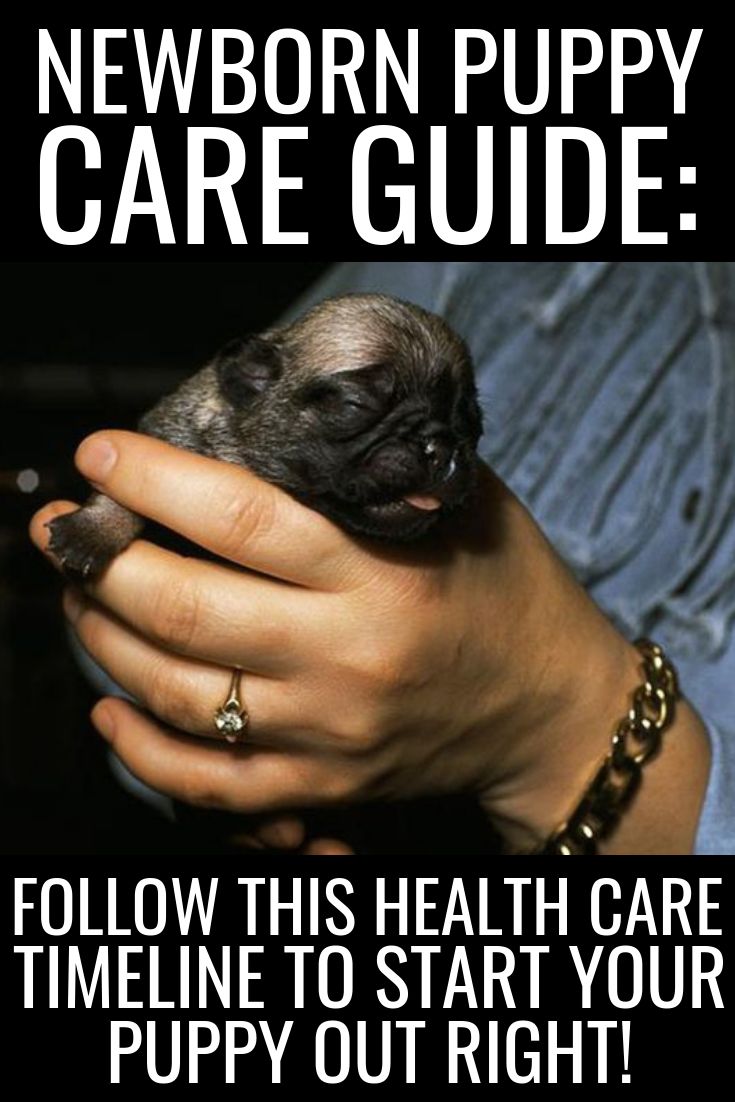 Newborn Puppy Care Guide: Follow this Health Care Timeline to Start Your Puppy o...