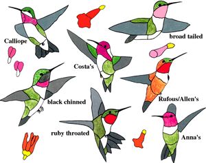 hummingbird stained glass window fd13 hummingbirds wflowers w pattern purchase online secure