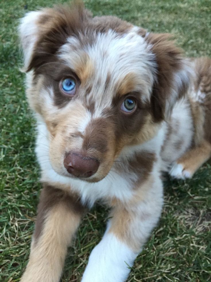 aussie puppy best 25 aussies ideas on aussie puppies australian shepherd puppies and aussie puppy best 25 aussies ideas on aussie puppies australian shepherd puppies and