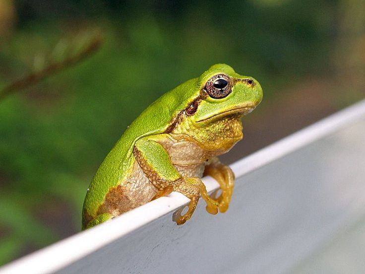 Color Me Frog! Color Me Frog!