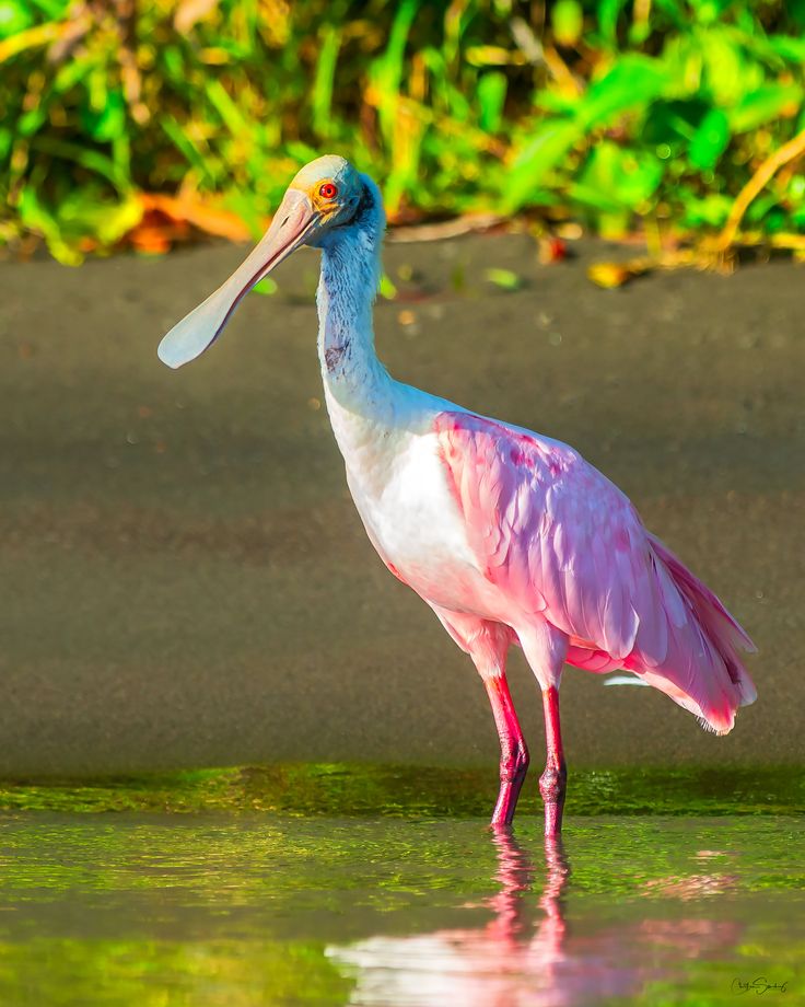 Roseate Spoonbill En 2025 Oiseaux Cef29e2e4b472238e0f8ffbd11e46e4e