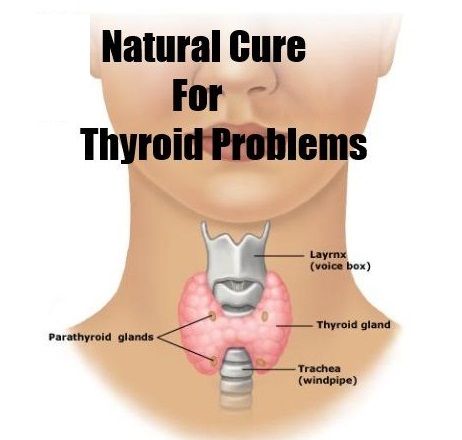Natural Treatments For Thyroid Problems In Dogs Natural Treatments For Thyroid Problems In Dogs