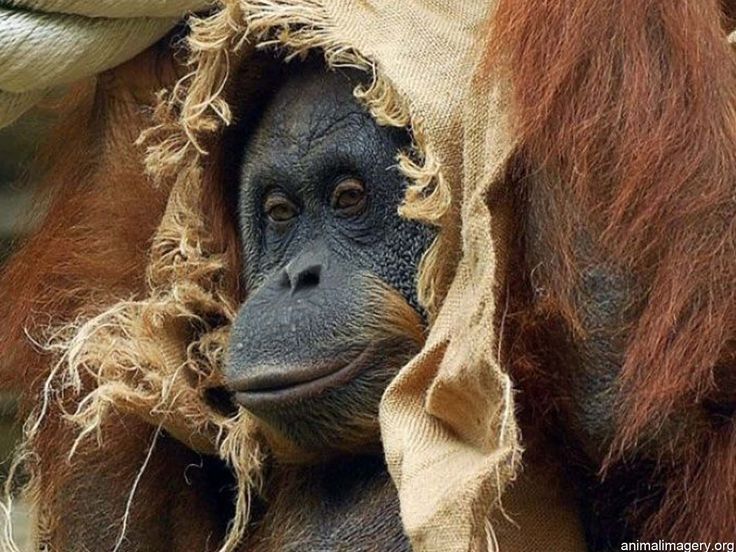 best 25+ funny monkey pictures ideas on pinterest | funny monkeys best 25+ funny monkey pictures ideas on pinterest | funny monkeys