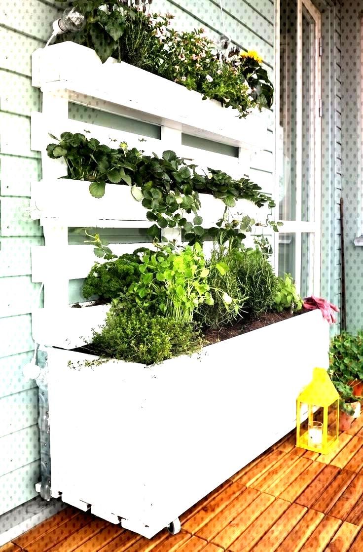 strawberries location planting balcony knowing ababout worth about care the and on planting strawberries on strawberry plants plants balcony plants green balcony plants on strawberries location planting balcony knowing ababout worth about care the and on planting strawberries on strawberry plants plants balcony plants pinterest