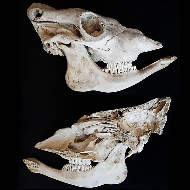 I've had this bisected cow skull for about two years now and I'd never