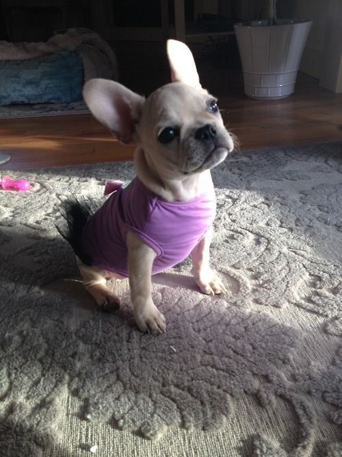 French Buldog Buldog Puppies Kitties Cute Dogs Cute Animals