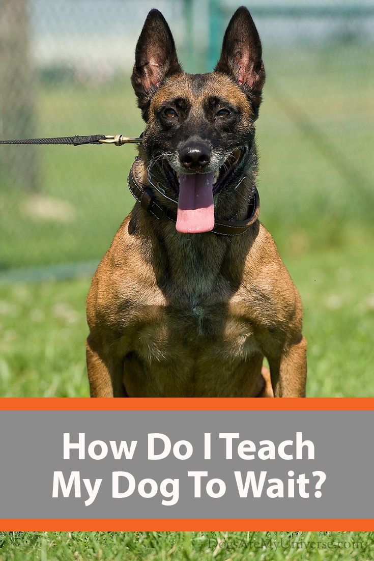 Teach Your Dog To Wait In 8 Easy Steps Dog Clicker Training