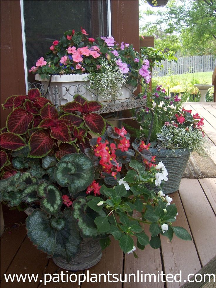 20 best Containers I planted images on Pinterest Container Gardens for shade Escargot Rex Begonia Coleus Impatiens double and single
