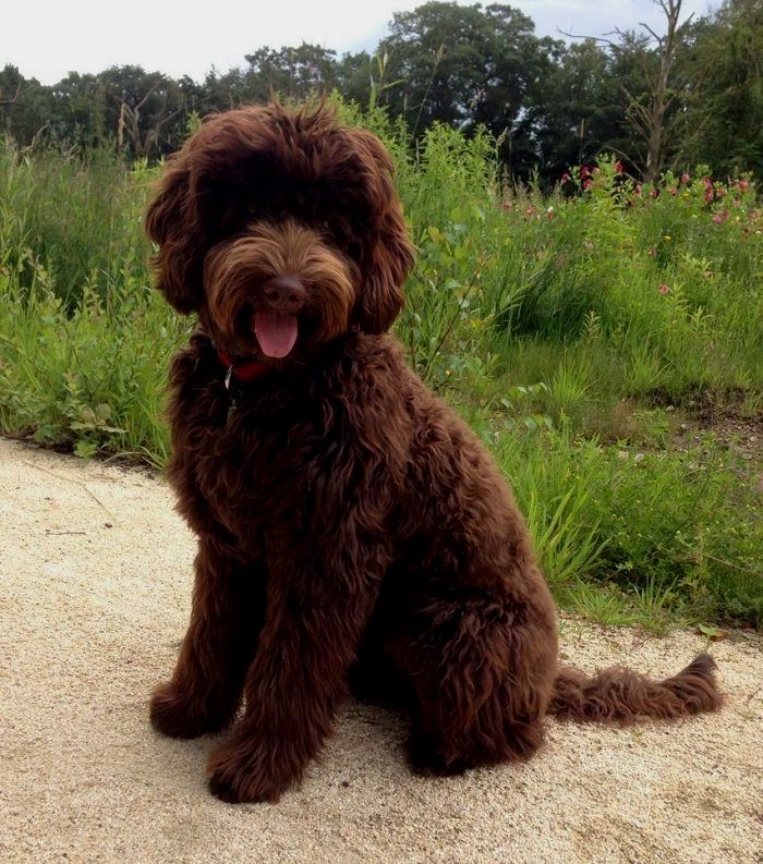 Pin By Dog Is Life On Labradoodle Labradoodle Australian