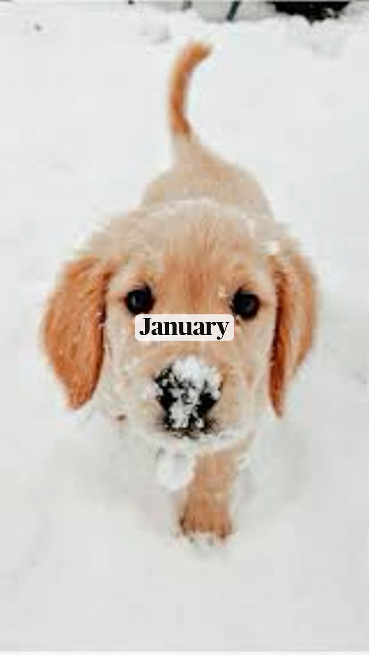 Your Birthday Month Your Puppy Preppy Dog Cute Puppy Names Dog Names 115-cool-black-and-white-cat-names-for-boy-cats-whiskers-magoo-boy