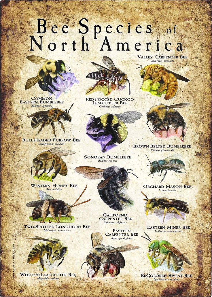 Bee Species Of North America Poster Print Imagenes De Insectos bee-species-of-north-america-poster-print-imagenes-de-insectos