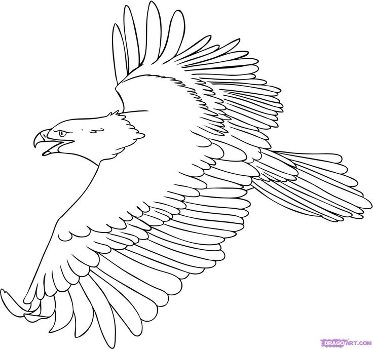 eagle drawing - Google Search | Bird coloring pages, Horse coloring