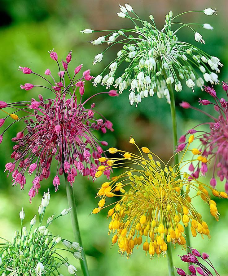 Garden Flowers top 25+ best beautiful flowers garden ideas on pinterest | flowers Garden Flowers top 25+ best beautiful flowers garden ideas on pinterest | flowers