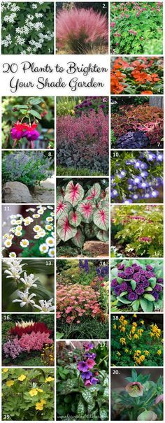 Flower Garden Ideas Shade best 25+ shade garden plants ideas that you will like on pinterest Flower Garden Ideas Shade best 25+ shade garden plants ideas that you will like on pinterest
