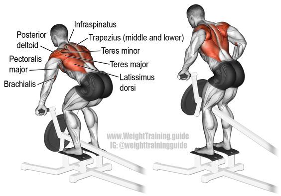 Image Result For Deltoid Workouta Image Result For Deltoid Workouta