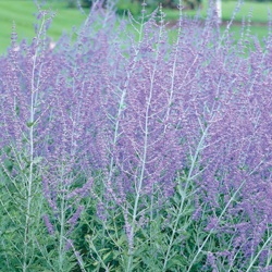 29 Best Evelyns Garden Gift Images On Pinterest Cut Flowers 3 5 Feet Tall Plant Width