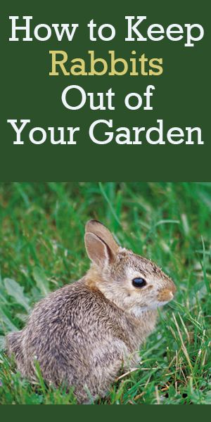 Image Result For How To Keep Rabbits Out Of My Flower Garden Image Result For How To Keep Rabbits Out Of My Flower Garden