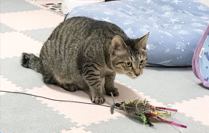 保護猫ルーム Wasao Cat Room Cats Animals 保護猫ルーム Wasao Cat Room Cats Animals