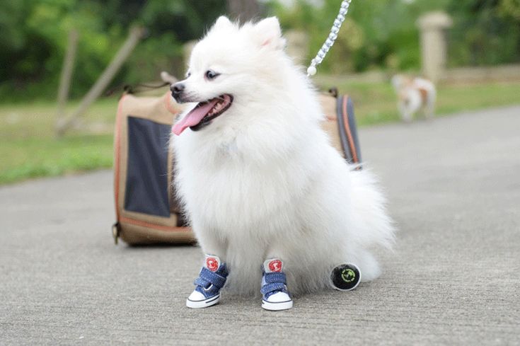 Norbi Pet Dog Cotton Sneakers High Pet Boots Skidproof Waterproof Winter Warm Anti-Slip Dog Shoes C Blue L