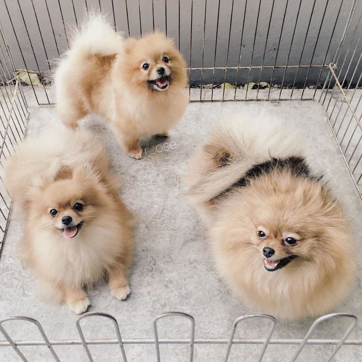 Edie Guidry Fleck Adli Kullanicinin Pomeranian Panosundaki Pin Yavru Kopek Kopek Hayvanlar