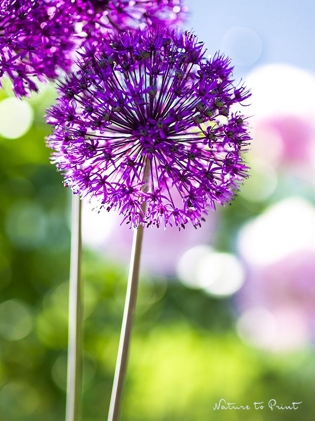 36 besten Violett Lila Bilder auf Pinterest Blumen, Garten und - allium beetstecker aus metall 36 besten Violett Lila Bilder auf Pinterest Blumen, Garten und - allium beetstecker aus metall