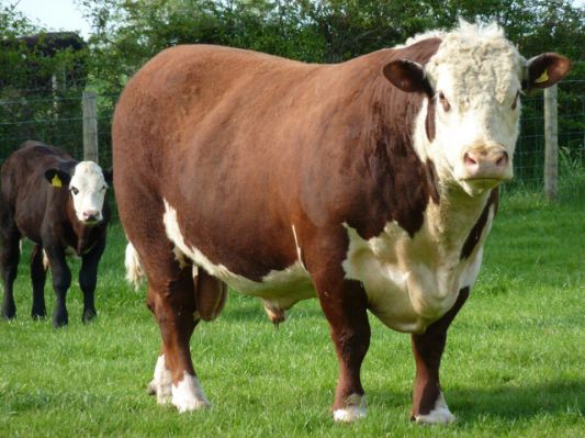 Hereford Cattle Hereford Cattle Cattle Hereford Cows hereford-cattle-hereford-cattle-cattle-hereford-cows