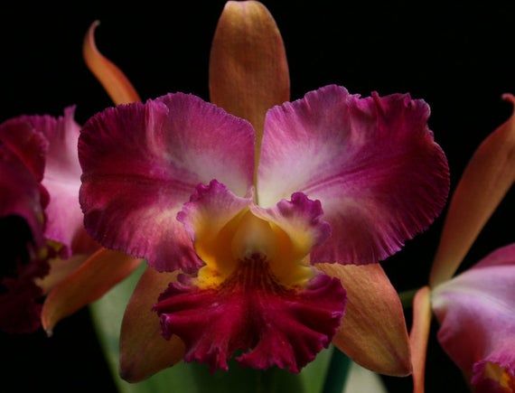 Jewell Orchids Bin Blue Cattleya Joan Landsberg Orchid Plant Orchid Plants For Sale Orchid Plants Blue Orchids Plant