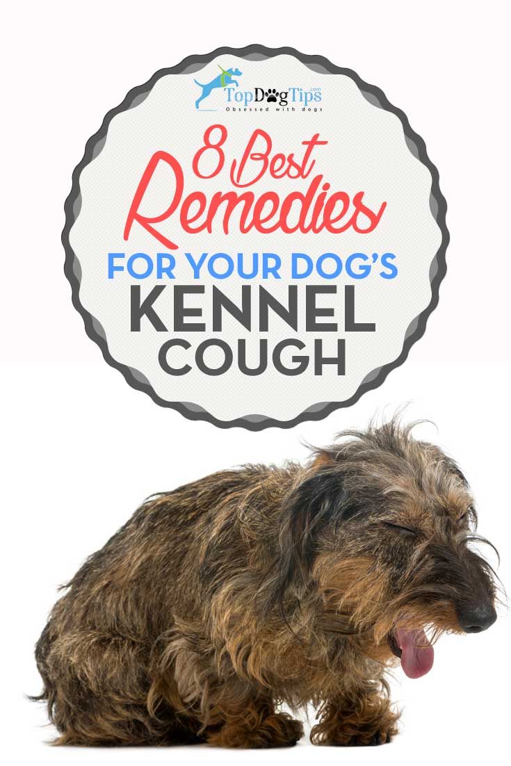 Coughing And Gagging In Small Dogs Coughing And Gagging In Small Dogs