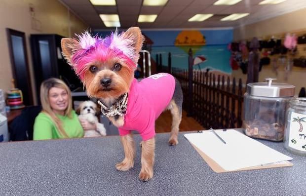 Tiffany S Dog Cat Grooming Tiffany S Dog Cat Grooming