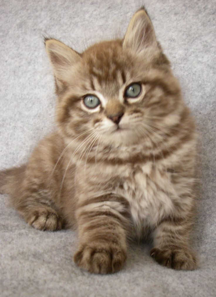 Kitty Cats And Dogs Kitty Cats And Dogs
