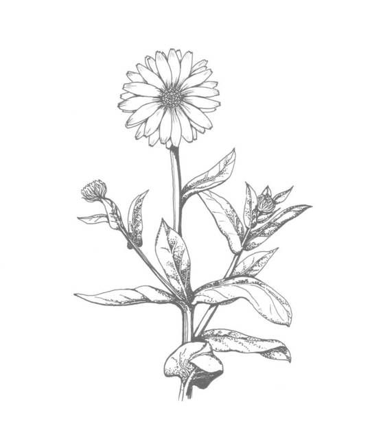 Marigold Flower Line Drawing : Best flower images on pinterest drawing flowers