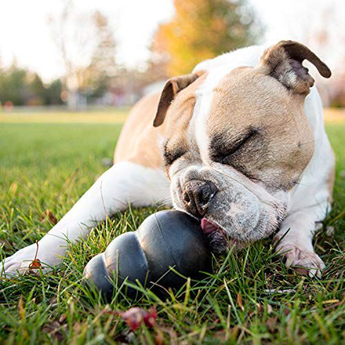 15 Indestructible Dog Toys For Your Tough Chewer Smart Dog Toys