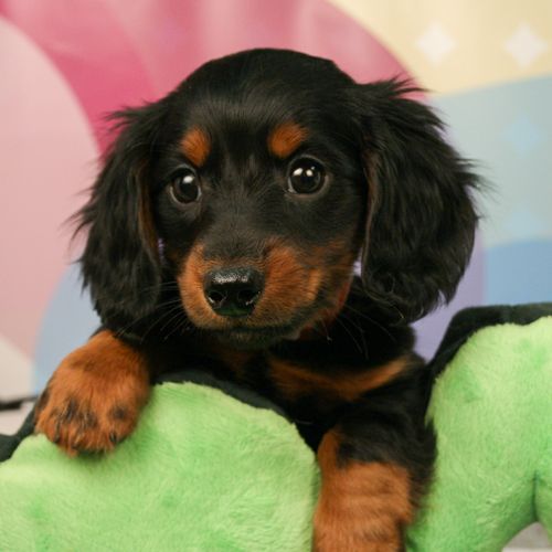 The Word Icon Is Terribly Overworked But The Dachshund With His