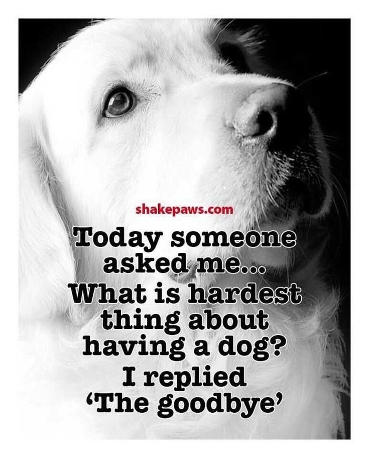 Dog Quotes Dog Quotes Dog Poems Animal Quotes Dog Quotes Dog Quotes Dog Poems Animal Quotes