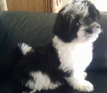 best havanese breeder 1097 best havanese photos images on friends havanese puppies and doggies best havanese breeder 1097 best havanese photos images on friends havanese puppies and doggies