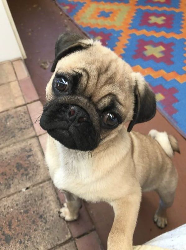 Pug Rescue Profile Pug Puppies Price Pug Puppies Pugs