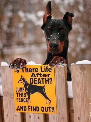 81 Best Beware Of Images On Pinterest Doggies Puppies And Dogs Funny Beware Of Dog Sign