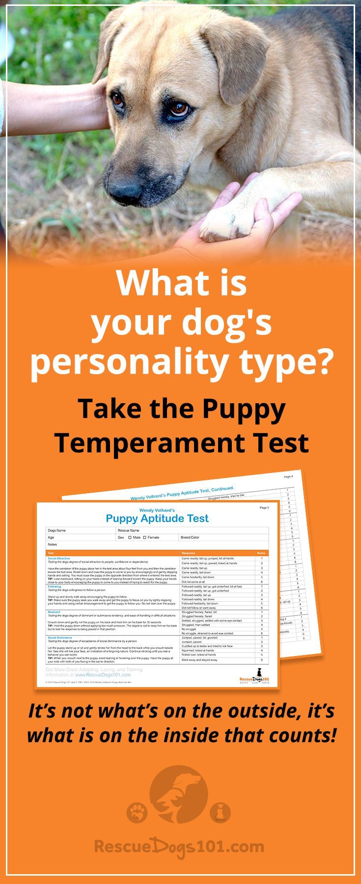 How to Temperament Test a Dog pics photo How to Temperament Test a Dog