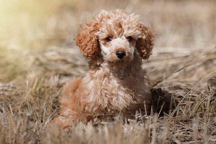 Poodle Toy Dog Breed Information Dreaming Of A Pet Or Two
