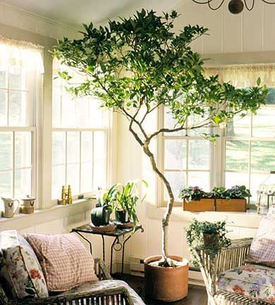 Related image | House plants indoor, Large indoor plants, Plant decor