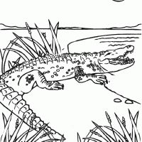 kleurplaten krokodil kleurplaten kleurplaatnl