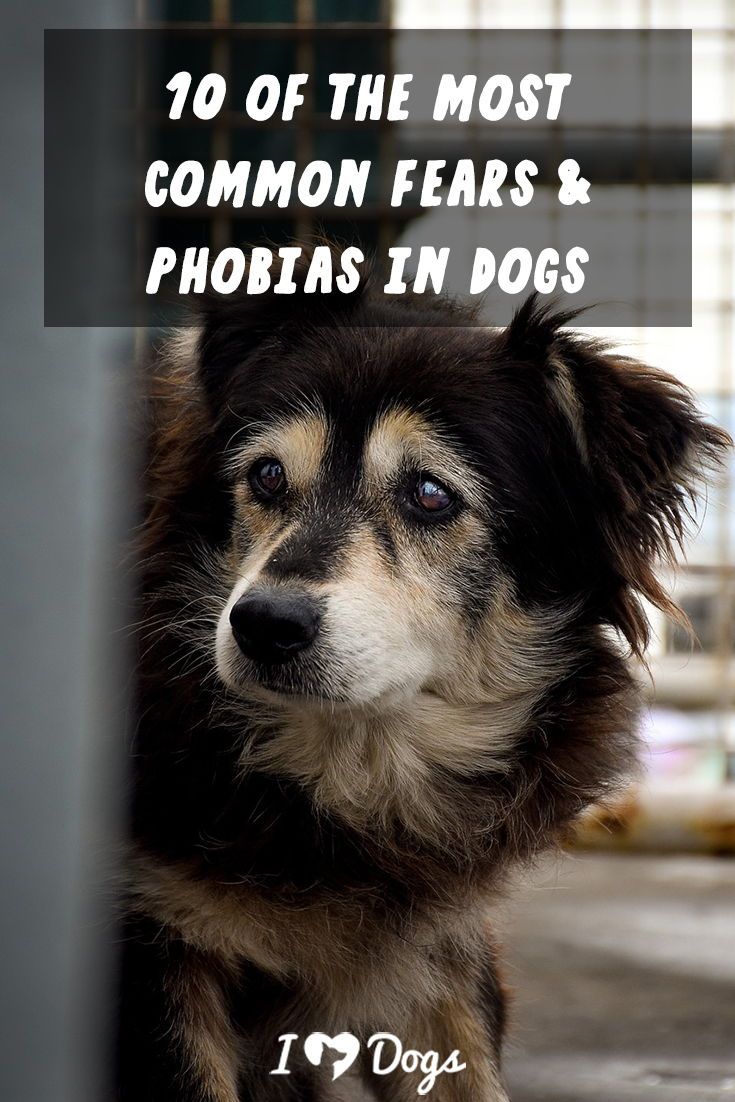 10 Of The Most Common Fears And Phobias In Dogs Easiest Dogs To