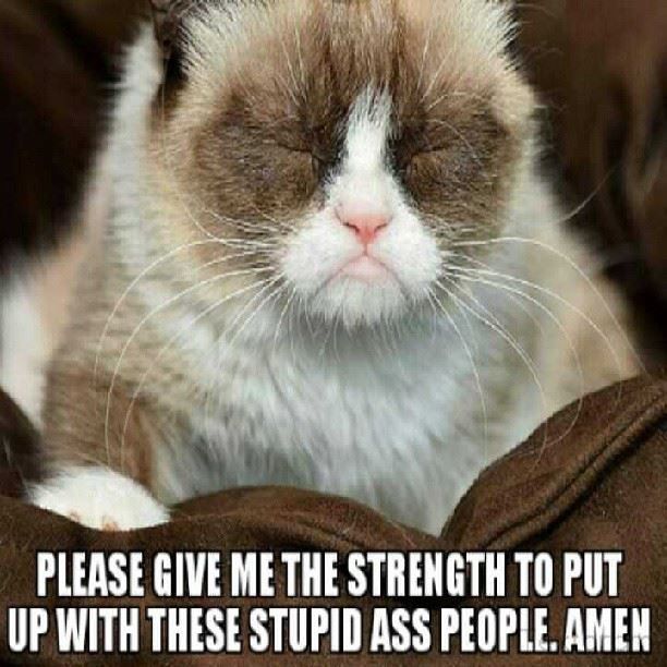Cat Memes Crazy Cat Person Cat Memes Crazy Cat Person