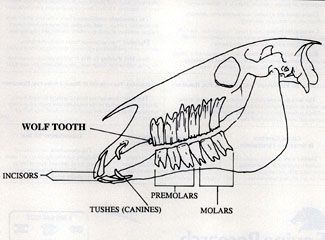 92 best Horse Diagrams images on Pinterest | Horse anatomy, Horse ... 92 best Horse Diagrams images on Pinterest | Horse anatomy, Horse ...