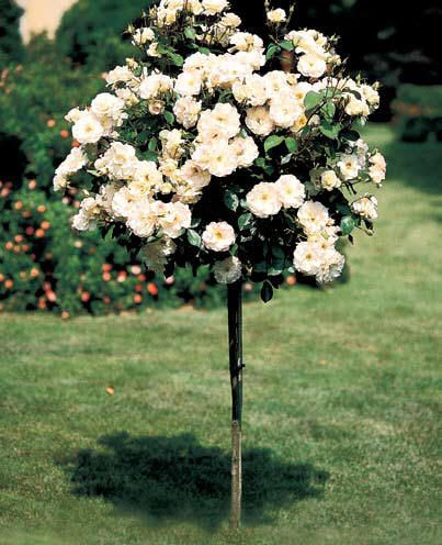 Best 25 Standard Roses Ideas On Pinterest Lavender Bush Front Tree Rose Pink Double Knockout