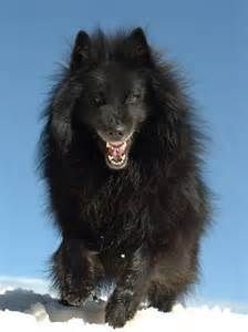 belgian shepherd groenendael for sale uk 97 best belgian sheepdogs images on pinterest belgian shepherd belgian shepherd groenendael for sale uk 97 best belgian sheepdogs images on pinterest belgian shepherd